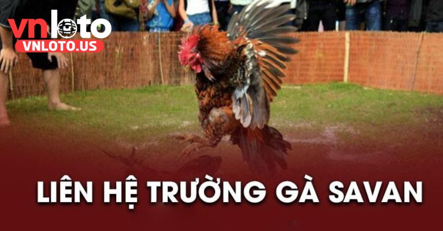 Các hoạt động và giải đấu tại trường gà Savan